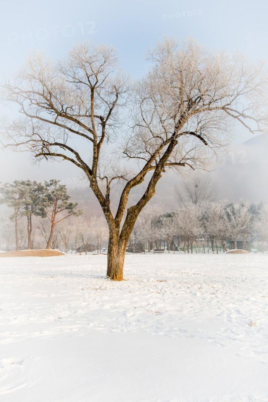 Winter landscape large leafless tree with frost on branches in middle of field covered with snow. Evergreen trees in background under an overcast sky in Daejeon, South Korea, Asia