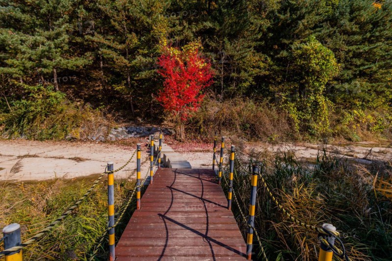 A tranquil footbridge leads to a vibrant red bush among green pines in an autumn setting, in South Korea