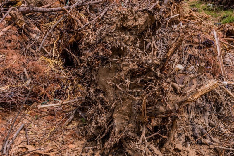Uprooted tree with exposed twisted roots and surrounding earth, in South Korea