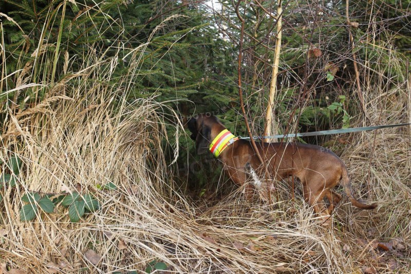 Hunting dog, Bavarian Mountain Hound barking at wild boar (Sus scrofa) in a thicket, Allgaeu, Bavaria, Germany, Europe
