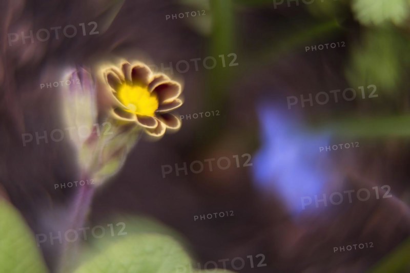 Close-up of a primrose (Primula), picturesque, impressionistic, Hesse, Germany, Europe