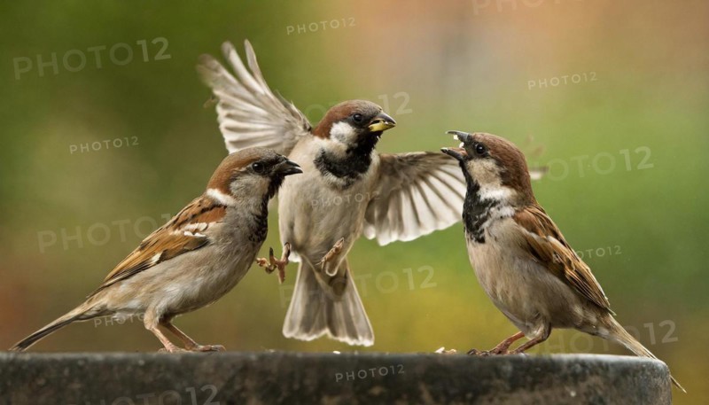 Animals, bird, sparrow, house sparrow, Passer domesticus, three sparrows fighting with each other, AI generated