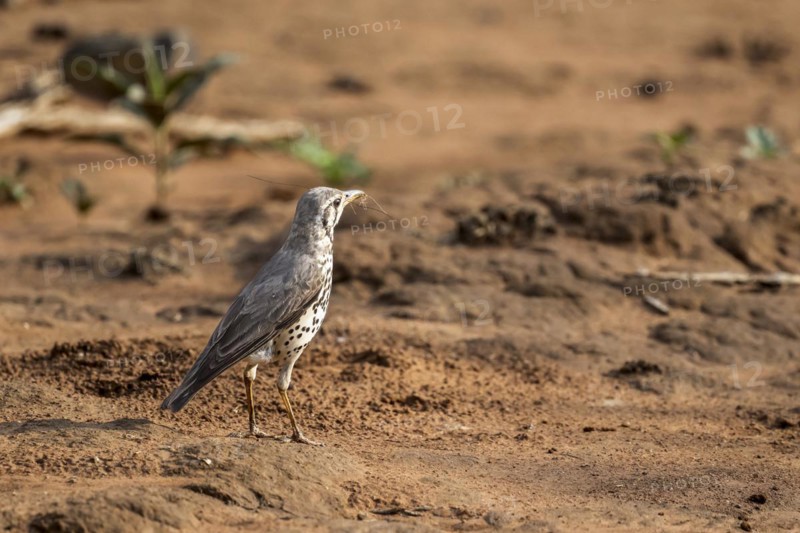 Acacia Thrush (Psophocichla litsitsirupe), Madikwe Game Reserve, North West Province, South Africa, RSA, Africa