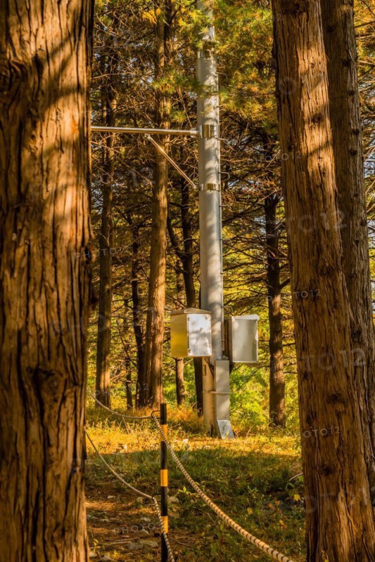Base of metal utility pole seen through trees in woodland area of public park in South Korea