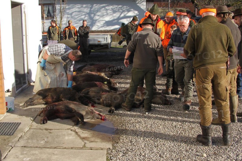 Wild boar (Sus scrofa) are processed immediately after the hunt, Allgaeu, Bavaria, Germany, Europe
