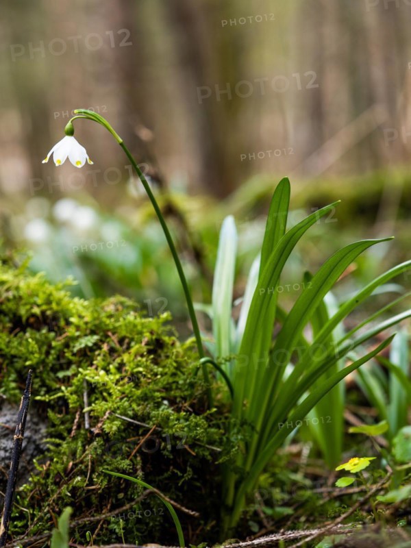 Spring snowdrop (Leucojum vernum), March snowdrop, March bell, large snowdrop. Amaryllis family (Amaryllidaceae), Jassing, Styria, Austria, Europe