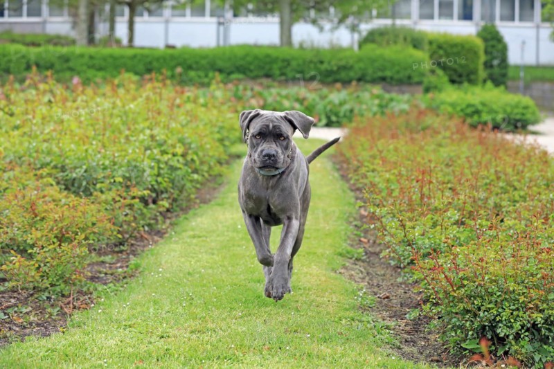 Cane Corso Italiano