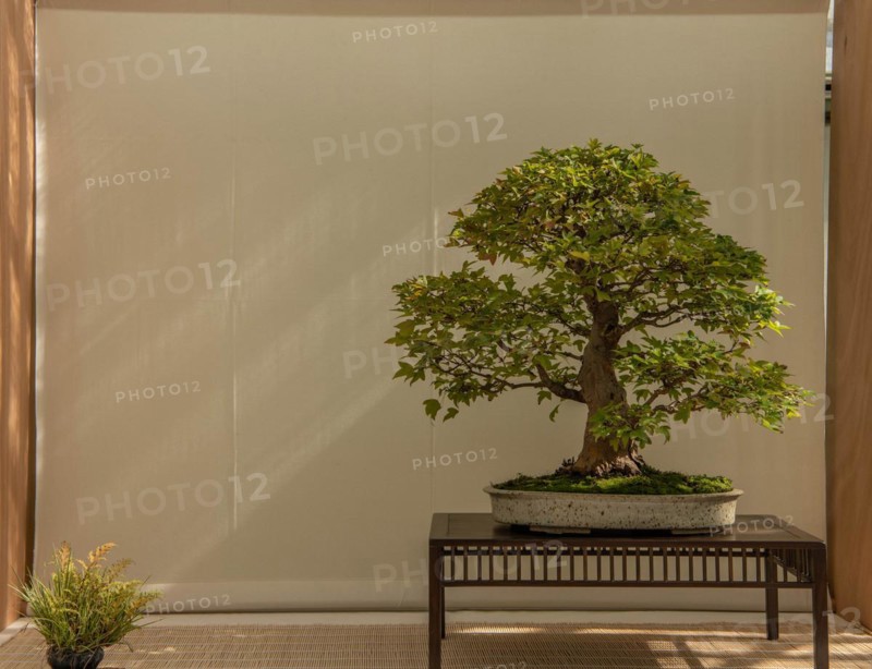Bonsai