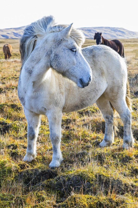 Grey Icelandic horse in the pasture, Sudurland, Iceland, Europe