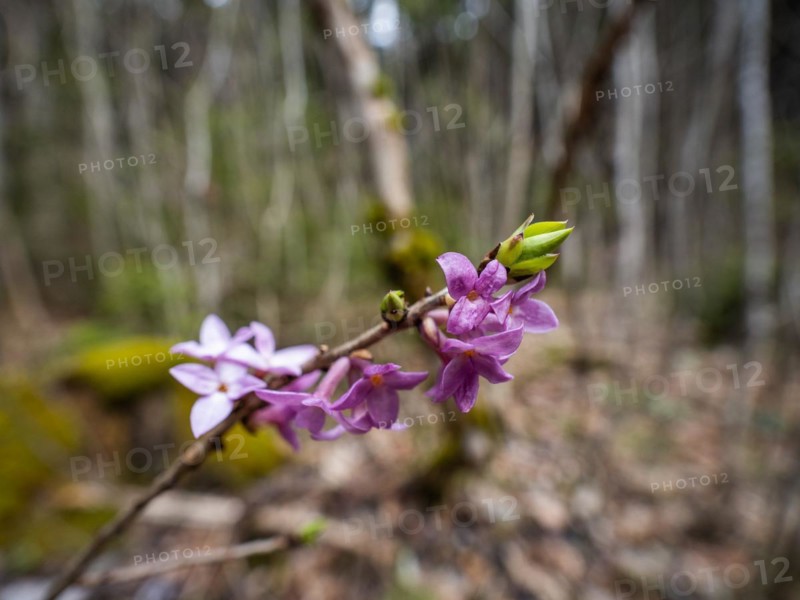 Mezereon (Daphne mezereum), near Tragoess, Styria, Austria, Europe