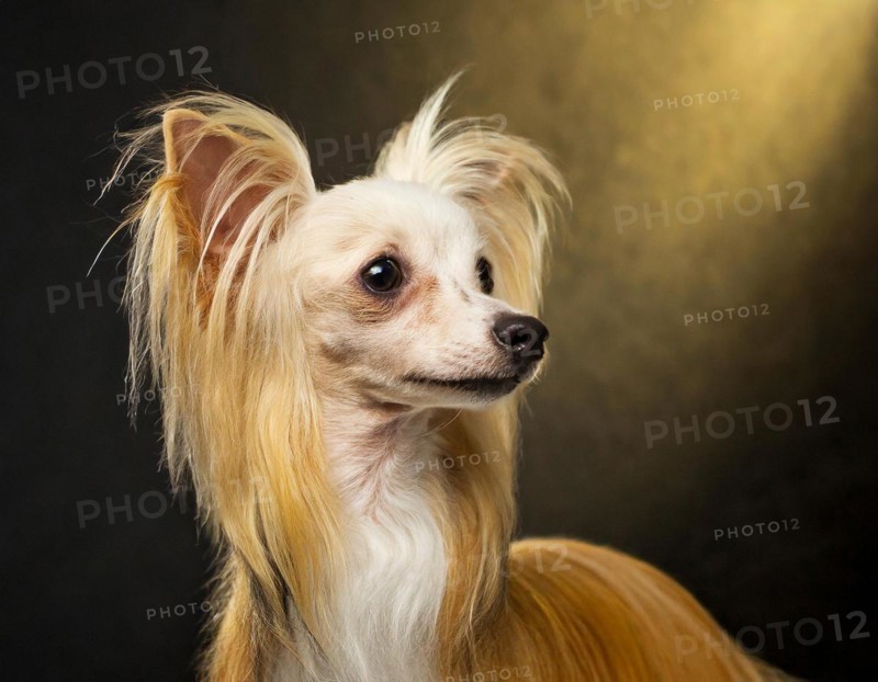 Dog, Chinese crested dog, portrait, head only, puppies, dark background, AI generated, AI generated