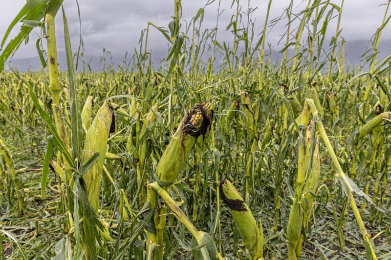 Destroyed maize field after hail, severe weather, climate change, Alpine foothills, Bavaria, Germany, Europe