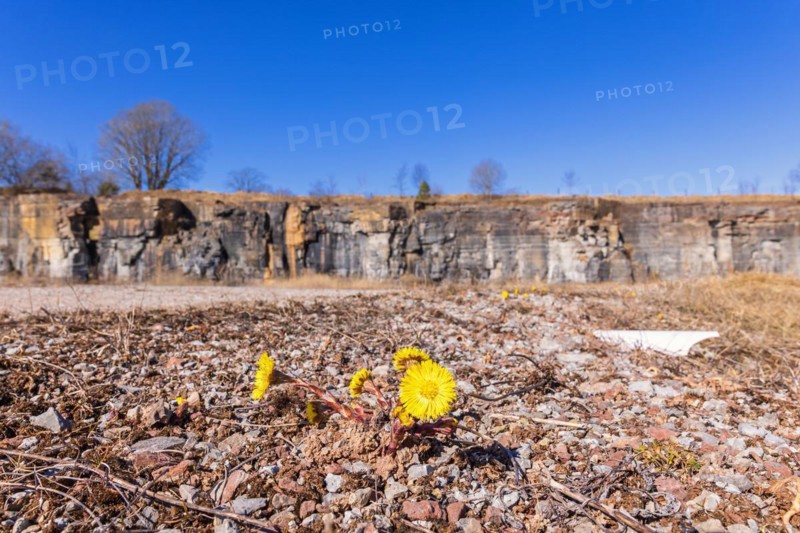 Flowering Coltsfoot (Tussilago farfara) in an old quarry