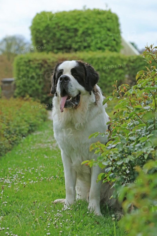 St Bernard, St Bernard dog