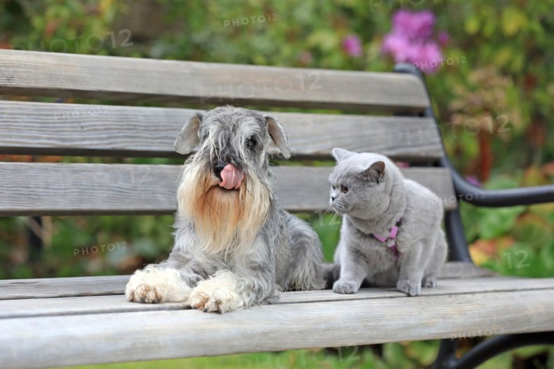 Schnauzer with Carthusian cat