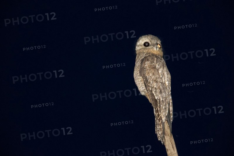 Great potoo (Nyctibius grandis) Pantanal Brazil