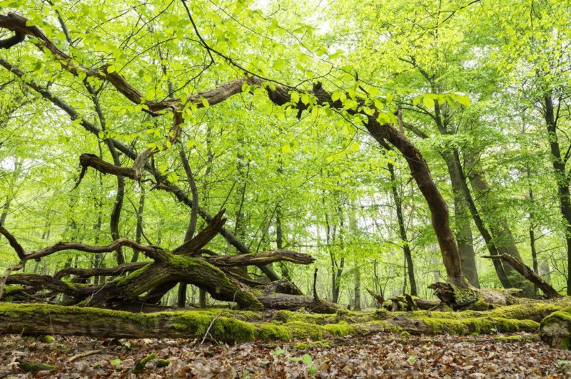Near-natural deciduous forest, moss-covered deadwood, in spring, Barnbruch Forest nature reserve, Lower Saxony, Germany, Europe