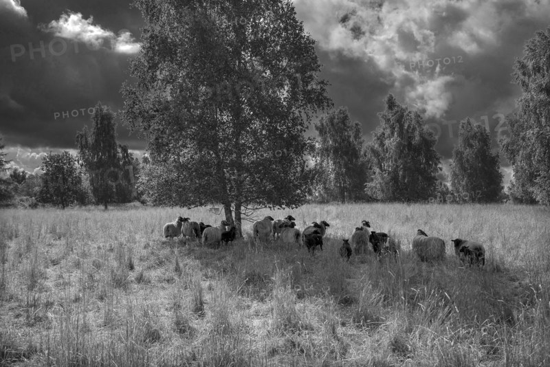 Moorland sheep looking for shade under trees on a nature reserve, Mecklenburg-Western Pomerania, Germany, Europe