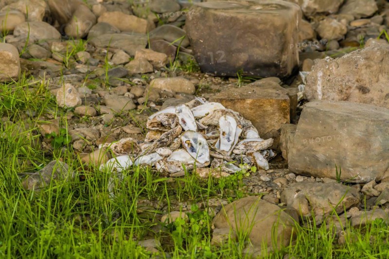 Shellfish waste piled on the ground amid rocks, sign of pollution, in South Korea