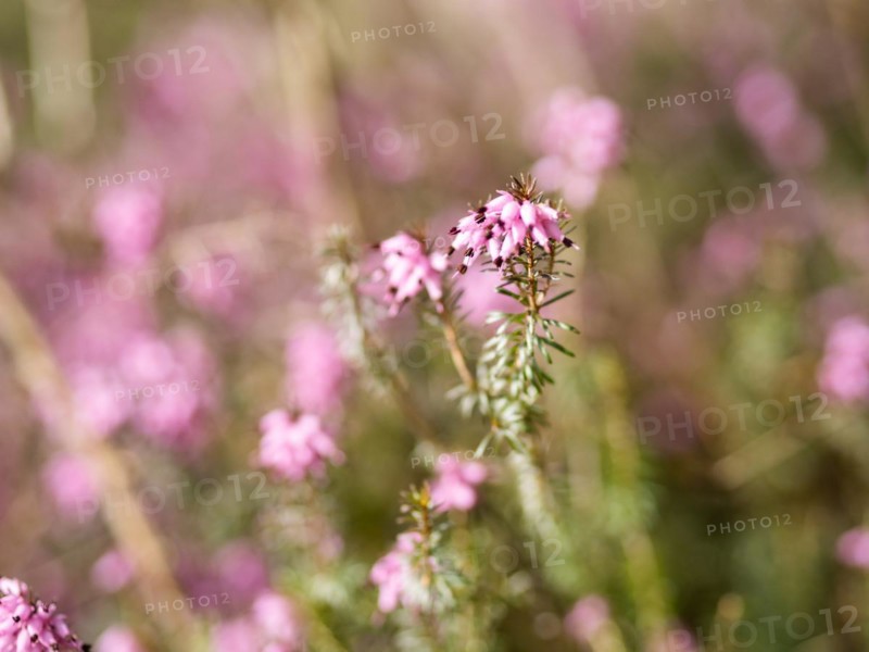 Flowering heather (Erica), near Tragoess, Styria, Austria, Europe