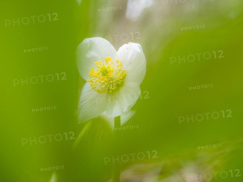 Christmas rose (Helleborus niger), near Tragoess, Styria, Austria, Europe