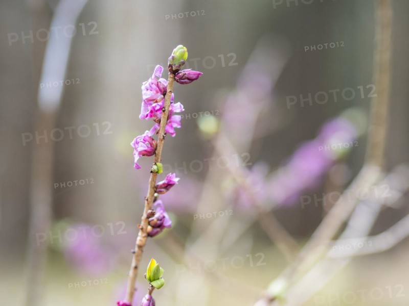 Mezereon (Daphne mezereum), near Tragoess, Styria, Austria, Europe