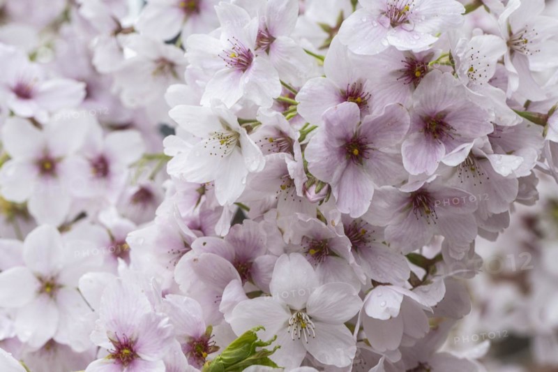 Japanese cherry (Prunus serrulata), Emsland, Lower Saxony, Germany, Europe
