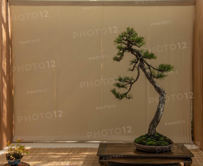 Bonsai