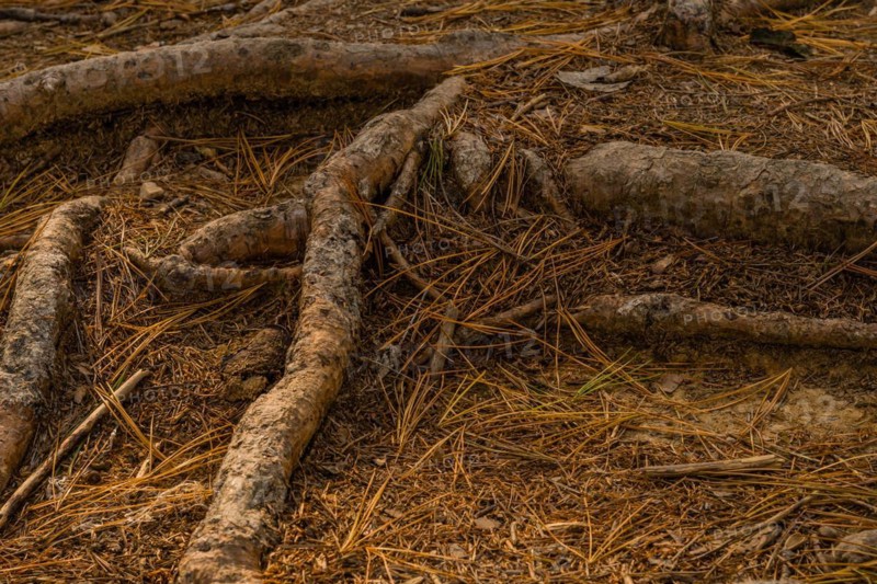 Close-up of tree roots on forest ground, surrounded by dirt and pine needles, in South Korea