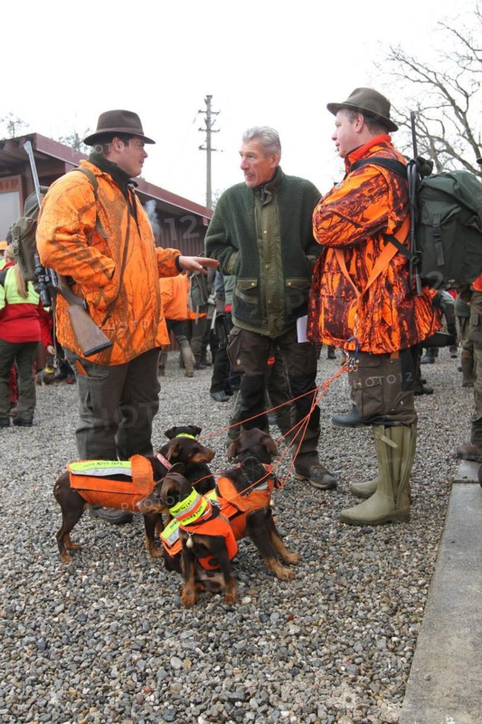 Wild boar hunt, hunters in high-visibility waistcoats and hunting terriers with safety waistcoats before the start of the hunt for sows (Sus scrofa), Allgaeu, Bavaria, Germany, Europe