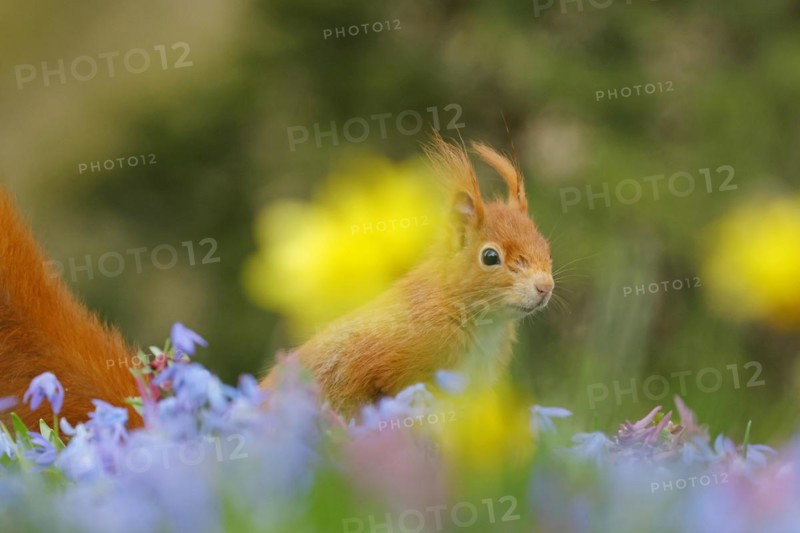Eurasian red squirrel (Sciurus vulgaris) on a blue star meadow with daffodils, Hesse, Germany, Europe