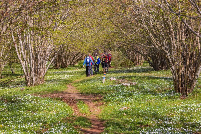 Hikers on a winding path in a budding hazel (Corylus avellana) tree grove and blooming wood anemone (Anemone nemorosa) a sunny spring day