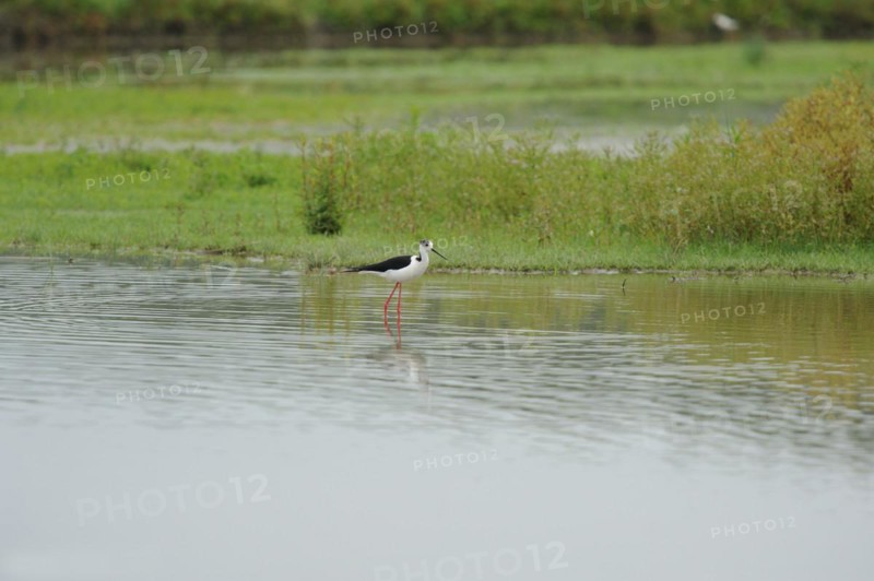 Black-winged Stilt, Himantopus himantopus, italy