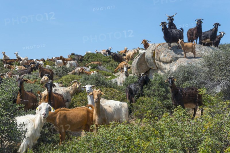 A herd of goats with some on rocks in a natural environment, Kriaritsi, Sithonia, Halkidiki, Central Macedonia, Greece, Europe