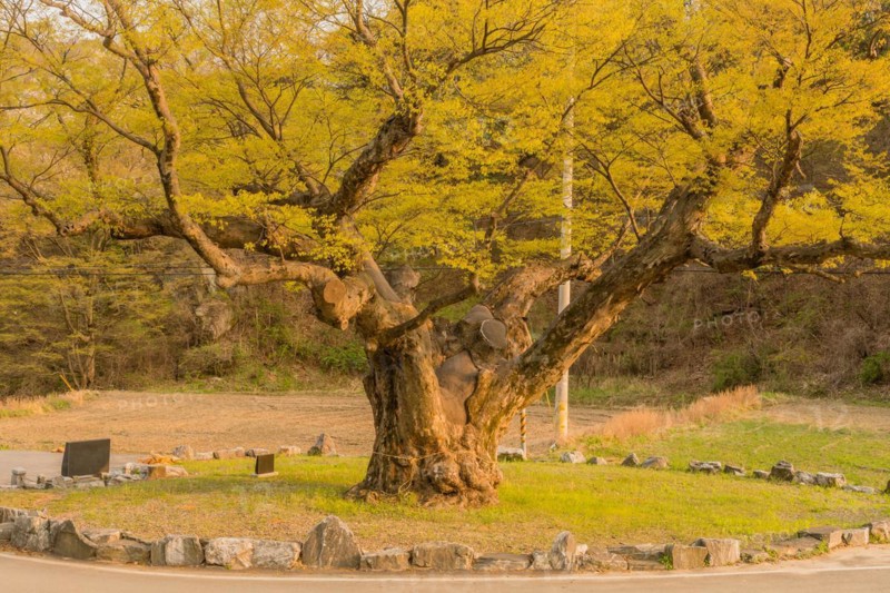 Large tree in rural farming community. Tree is 630 years old, 25 meters tall and with girth of 7.5 meters in South Korea