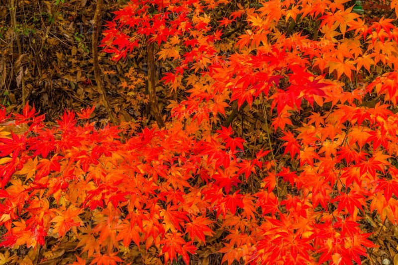 Vivid red autumn leaves creating a bright carpet over a forest floor, in South Korea