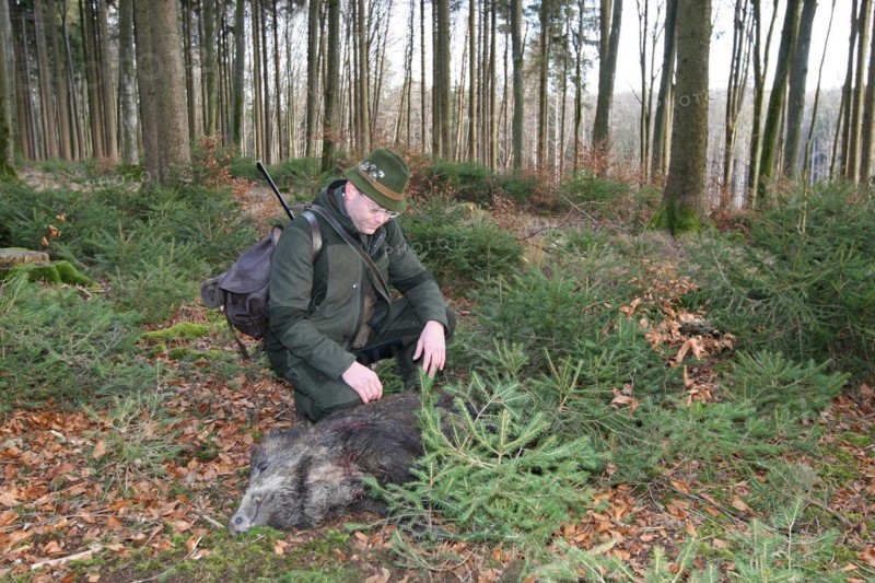 Wild boar hunt, hunter with a wild boar (Sus scrofa) in the forest, Allgaeu, Bavaria, Germany, Europe