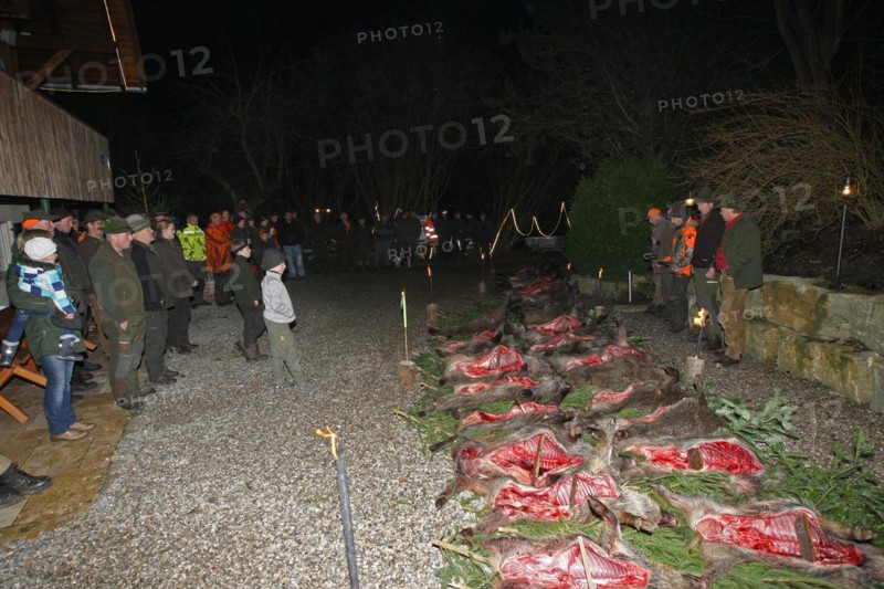 Wild boar (Sus scrofa), traditional track laying after the end of the hunt, Allgaeu, Bavaria, Germany, Europe