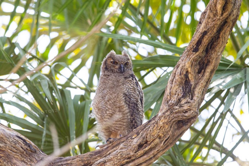 Virginia eagle owl (Bubo virginianus) Pantanal Brazil