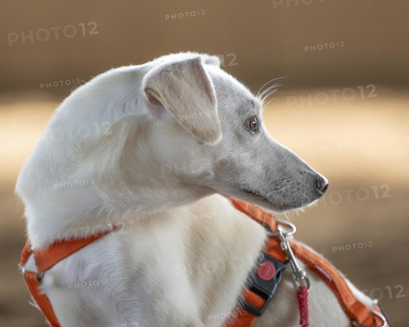 Domestic dog (Canis lupus familiaris), light coat, female, young, animal welfare dog, sitting and turning its head backwards, close-up, orange coloured harness, background light brown shining and blurred, Hesse, Germany, Europe