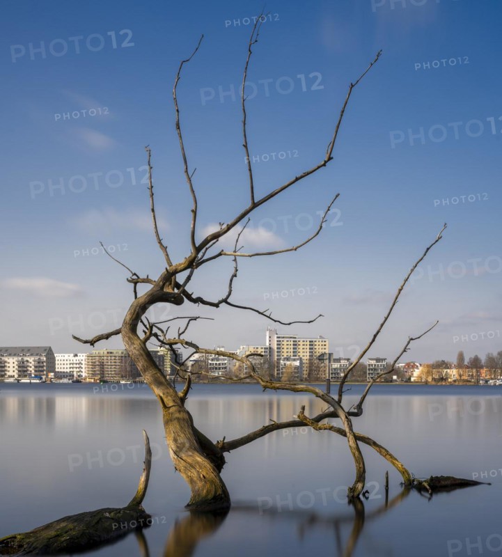 Long exposure, withered tree in water, Berlin, Germany, Europe