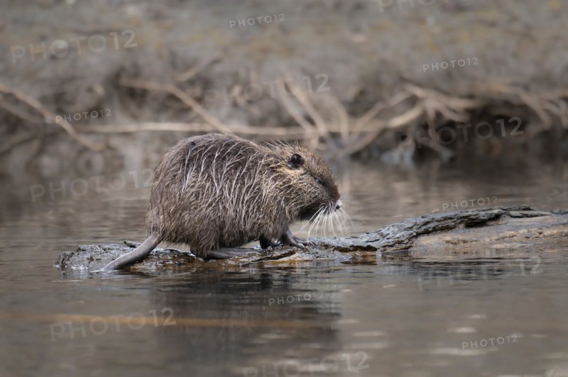 Nutria (Myocastor coypus), wet, walking on a lying tree trunk in the water, profile view, background blurred bank edge of branches, Rombergpark, Dortmund, Ruhr area, Germany, Europe