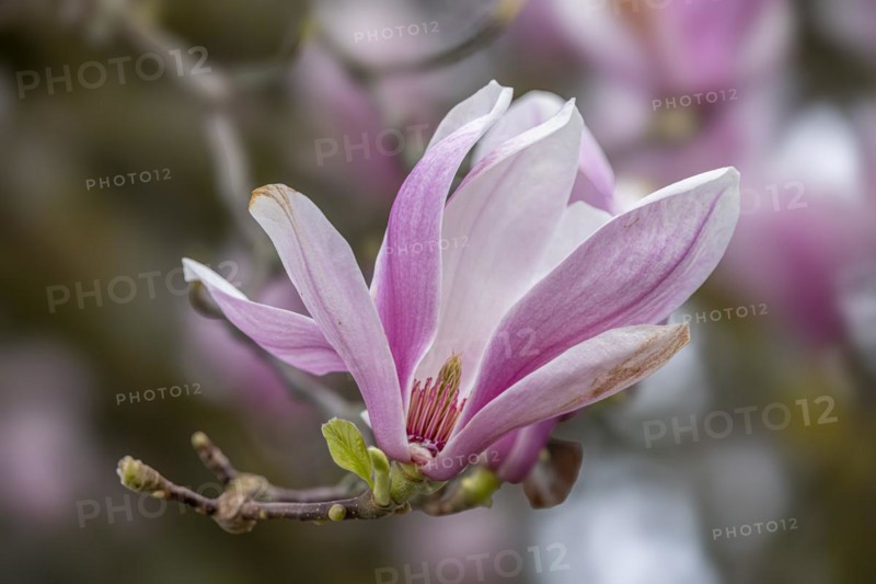 Blossom of a magnolia (Magnolia), magnolia blossom, magnolia x soulangeana (Magnolia xsoulangeana), Offenbach am Main, Hesse, Germany, Europe