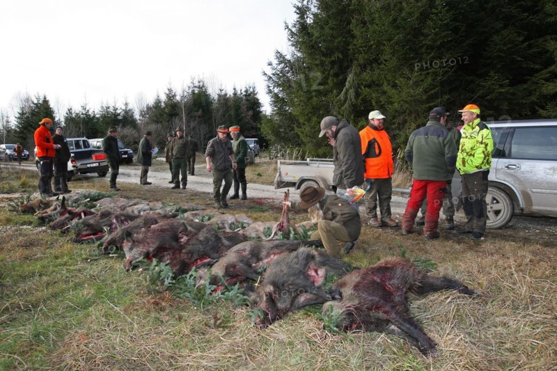 Wild boar hunting, hunters and wild boars (Sus scrofa) in the forest, Allgaeu, Bavaria, Germany, Europe
