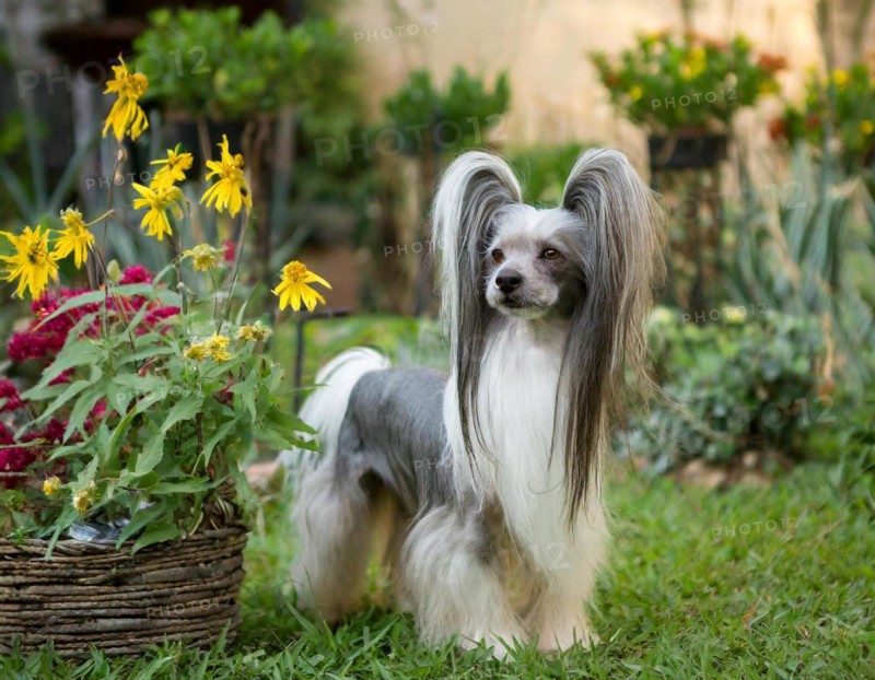 Dog, chinese crested dog, whole figure, outdoor, in the garden, AI generated, AI generated