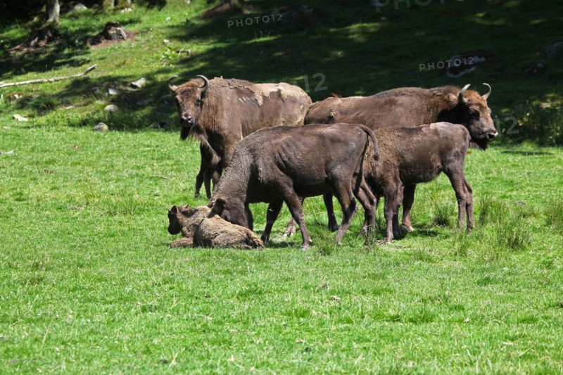 European bison (Bison bonasus) cow attacking a helpless calf lying on the ground, captive, Sweden, Scandinavia, Europe