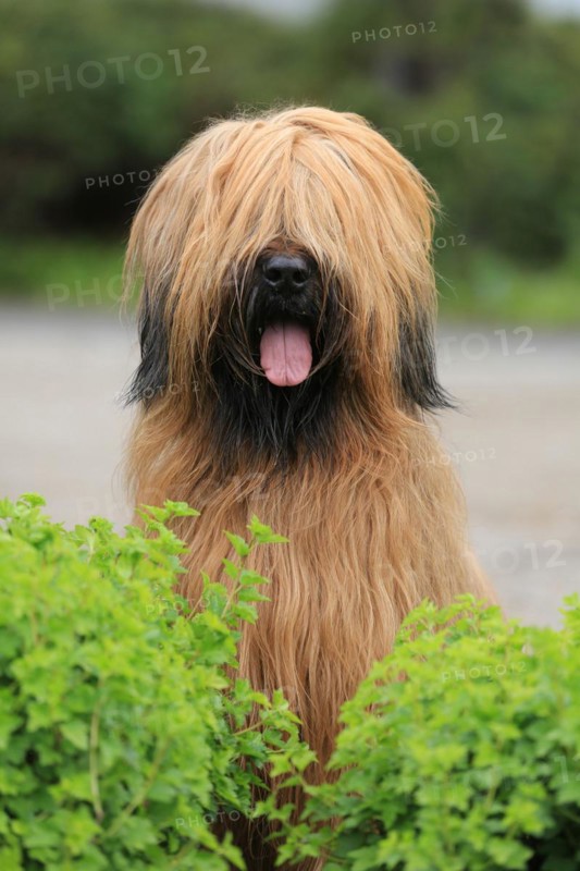 Briard, Berger de Brie