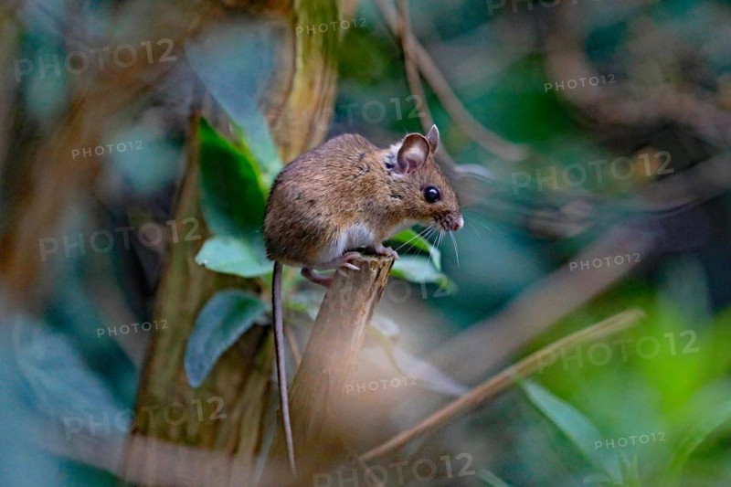 House mouse (Mus musculus)