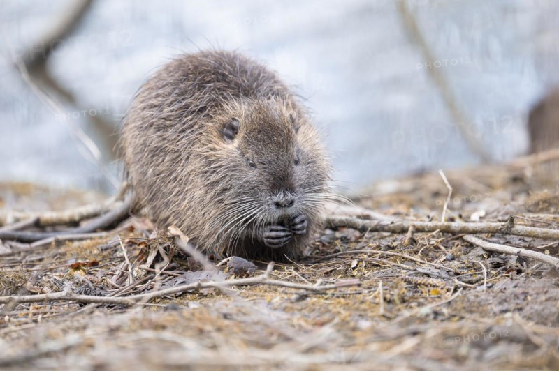 Nutria (Myocastor coypus), holding something in its paws, eating, frontal sideways, surrounded by thin and thicker branches and twigs lying on the ground, background light blue blurred water, foreground as well, Rombergpark, Dortmund, Ruhr area, Germany, Europe