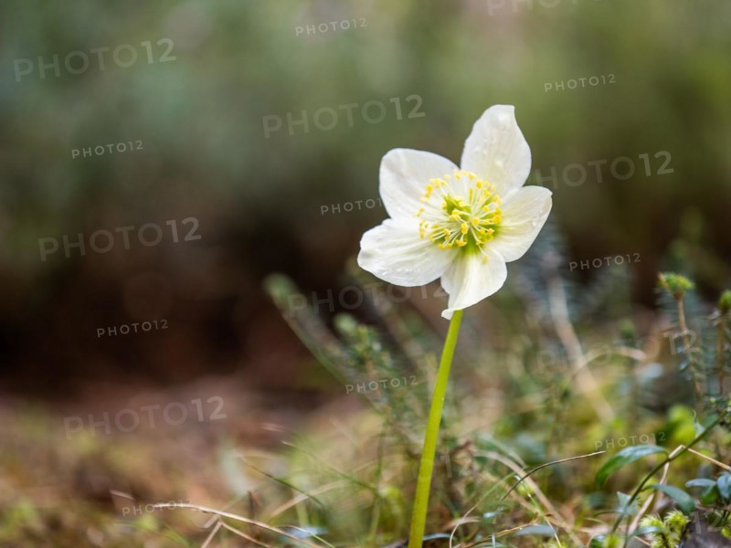 Christmas rose (Helleborus niger), near Tragoess, Styria, Austria, Europe